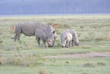 Rhinoceros, White, 4-011013-Lake Nakuru National Park, Kenya-#0203.jpg