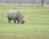 Rhinoceros, White-011013-Lake Nakuru National Park, Kenya-#3454.jpg