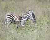 Zebra, Burchells, Foal-011013-Lake Nakuru National Park, Kenya-#1695.jpg