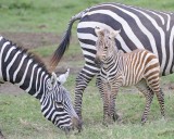 Zebra, Burchells, Foal-011013-Lake Nakuru National Park, Kenya-#4334.jpg