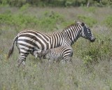 Zebra, Burchells, Mare & Foal-011013-Lake Nakuru National Park, Kenya-#1774.jpg