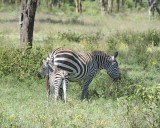 Zebra, Burchells, Mare & Foal-011013-Lake Nakuru National Park, Kenya-#2684.jpg