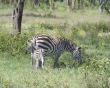 Zebra, Burchells, Mare & Foal-011013-Lake Nakuru National Park, Kenya-#2686.jpg