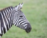 Zebra, Burchells, head-011013-Lake Nakuru National Park, Kenya-#4361.jpg