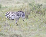 Zebra, Burchells-011013-Lake Nakuru National Park, Kenya-#2157.jpg