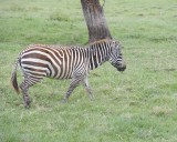 Zebra, Burchells-011013-Lake Nakuru National Park, Kenya-#4815.jpg
