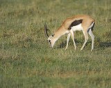 Gazelle, Thomsons-011113-Lake Nakuru National Park, Kenya-#0387.jpg