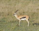 Gazelle, Thomsons-011113-Lake Nakuru National Park, Kenya-#0401.jpg