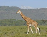 Giraffe, Rothschilds-011113-Lake Nakuru National Park, Kenya-#2386.jpg