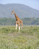 Giraffe, Rothschilds-011113-Lake Nakuru National Park, Kenya-#2434.jpg