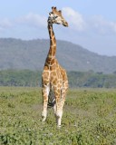 Giraffe, Rothschilds-011113-Lake Nakuru National Park, Kenya-#2460.jpg
