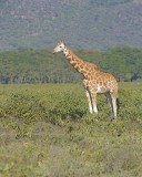 Giraffe, Rothschilds-011113-Lake Nakuru National Park, Kenya-#2462.jpg