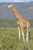Giraffe, Rothschilds-011113-Lake Nakuru National Park, Kenya-#2488.jpg