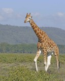 Giraffe, Rothschilds-011113-Lake Nakuru National Park, Kenya-#2580.jpg