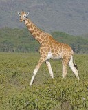 Giraffe, Rothschilds-011113-Lake Nakuru National Park, Kenya-#2609.jpg
