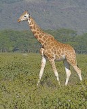 Giraffe, Rothschilds-011113-Lake Nakuru National Park, Kenya-#2612.jpg