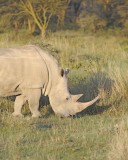 Rhinoceros, White, Head-011113-Lake Nakuru National Park, Kenya-#0169.jpg