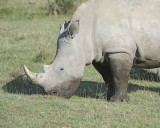 Rhinoceros, White, Head-011113-Lake Nakuru National Park, Kenya-#1364.jpg