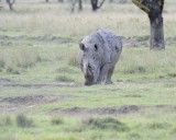 Rhinoceros, White-011113-Lake Nakuru National Park, Kenya-#4015.jpg