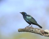Starling, Greater Blue-eared-011113-Lake Nakuru National Park, Kenya-#1741.jpg