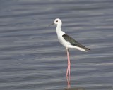 Stilt, Black-winged-011113-Lake Nakuru National Park, Kenya-#3223.jpg