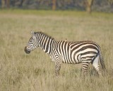 Zebra, Burchells, w Oxpecker-011113-Lake Nakuru National Park, Kenya-#0412.jpg