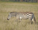 Zebra, Burchells, w Oxpecker-011113-Lake Nakuru National Park, Kenya-#0420.jpg