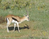 Gazelle, Thomsons-011213-Lake Nakuru National Park, Kenya-#0306.jpg