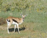 Gazelle, Thomsons-011213-Lake Nakuru National Park, Kenya-#0320.jpg