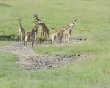 Herd of Maasai Giraffe