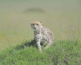 Female Cheetah