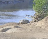 Nile Crocodile