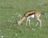 Gazelle, Thomsons-011213-Maasai Mara National Reserve, Kenya-#0807.jpg