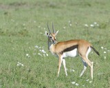 Gazelle, Thomsons-011213-Maasai Mara National Reserve, Kenya-#0809.jpg