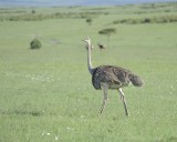 Ostrich, Common, Female-011213-Maasai Mara National Reserve, Kenya-#1130.jpg