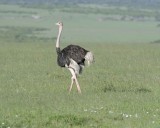 Ostrich Common Male-011213-Maasai Mara National Reserve Kenya-0913.jpg