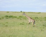Giraffe, Maasai-011313-Maasai Mara National Reserve, Kenya-#3317.jpg
