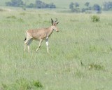 Hartebeest, Cokes-011313-Maasai Mara National Reserve, Kenya-#2903.jpg