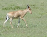 Hartebeest, Cokes-011313-Maasai Mara National Reserve, Kenya-#2935.jpg