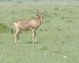Hartebeest, Cokes-011313-Maasai Mara National Reserve, Kenya-#2954.jpg