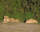 Lion, 2 Females & 5 Cubs-011313-Maasai Mara National Reserve, Kenya-#0278.jpg