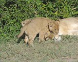 Lion, Female & 2 Cubs-011313-Maasai Mara National Reserve, Kenya-#1256.jpg