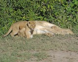 Lion, Female & 2 Cubs-011313-Maasai Mara National Reserve, Kenya-#1324.jpg
