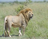 Lion, Male-011313-Maasai Mara National Reserve, Kenya-#2415.jpg