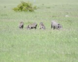 Warthog-011313-Maasai Mara National Reserve, Kenya-#2350.jpg