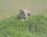 Cheetah, Female-011413-Maasai Mara National Reserve, Kenya-#3170.jpg