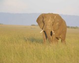 Elephant, African-011413-Maasai Mara National Reserve, Kenya-#0421.jpg