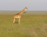 Giraffe, Maasai-011413-Maasai Mara National Reserve, Kenya-#4915.jpg