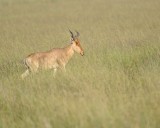 Hartebeest, Cokes-011413-Maasai Mara National Reserve, Kenya-#0693.jpg