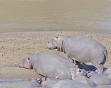 Hippopotamus-011413-Mara River, Maasai Mara National Reserve, Kenya-#2379.jpg